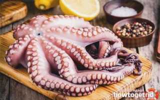 Сколько ног у осьминога и как он передвигается
