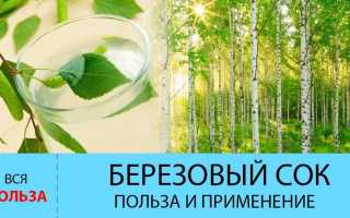 Березовый сок: польза и вред